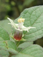 Jaltomata umbellata