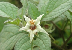 Jaltomata umbellata