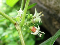 Jaltomata umbellata