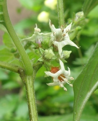 Jaltomata umbellata