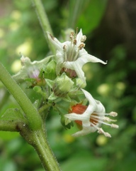Jaltomata umbellata