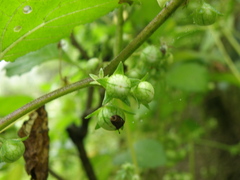 Jaltomata umbellata