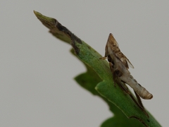 Aphrodes makarovi
