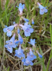 Penstemon virens
