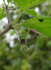 Jaltomata umbellata