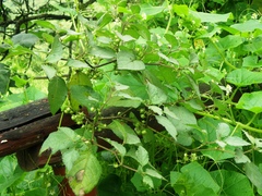 Jaltomata umbellata