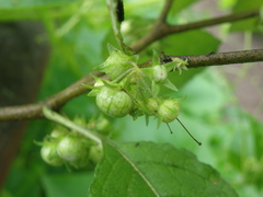 Jaltomata umbellata