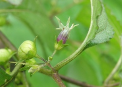 Jaltomata umbellata