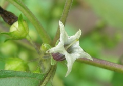 Jaltomata umbellata