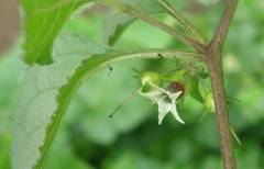 Jaltomata umbellata