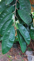 Chrysophyllum cainito