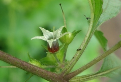 Jaltomata umbellata