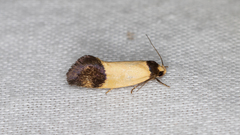 Olbonoma triptycha