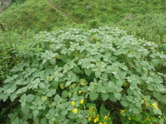 Jaltomata umbellata