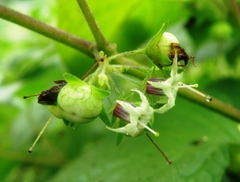Jaltomata umbellata