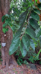 Chrysophyllum cainito