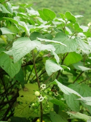 Jaltomata umbellata