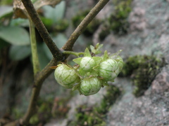 Jaltomata umbellata