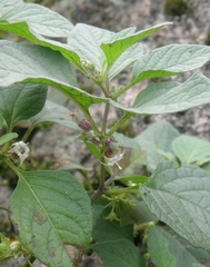 Jaltomata umbellata