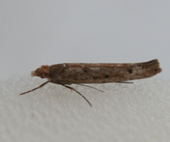 Ypsolopha ustella