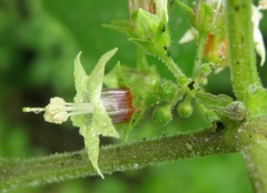 Jaltomata umbellata