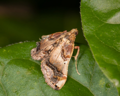 Scenedra decoratalis
