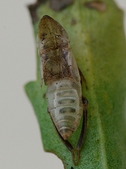 Aphrodes makarovi