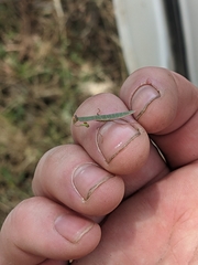 Orthodera ministralis