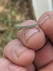 Orthodera ministralis