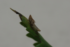 Aphrodes makarovi