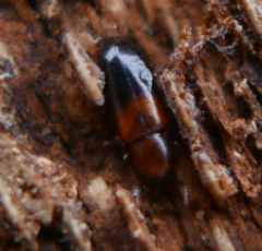 Corticeus