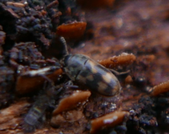 Litargus connexus