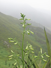 Nicotiana paniculata