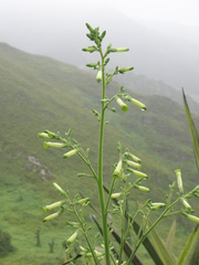 Nicotiana paniculata