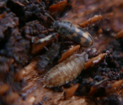 Orchesella cincta