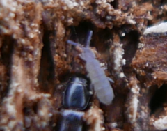 Isotominae