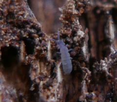 Isotominae