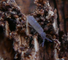 Isotominae