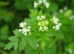 Valeriana chaerophylloides