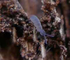 Isotominae