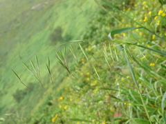Avena sterilis