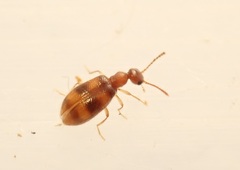 Sapintus rarus