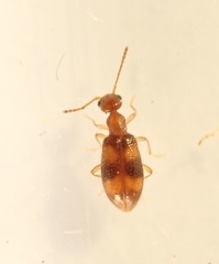 Sapintus rarus