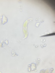 Euglena