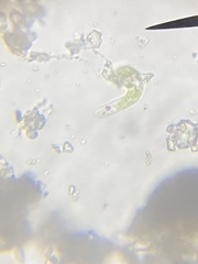 Euglena