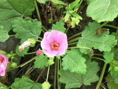 Palaua rhombifolia