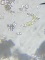 Euglena