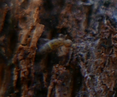Orchesella cincta