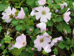 Palaua rhombifolia