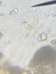 Euglena